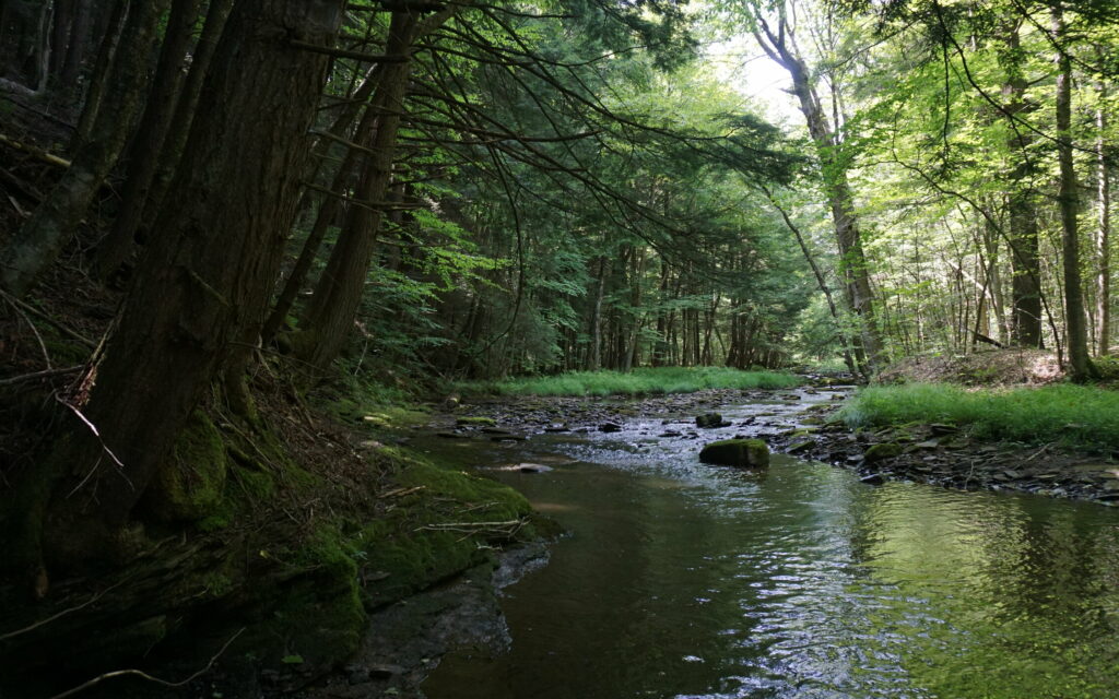 Elk State Forest