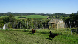 Martin farm chickens