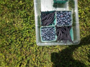 K Locy beans blueberries