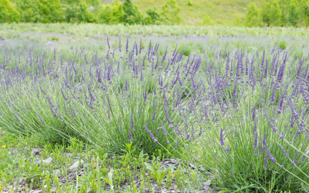02 Lavender field 220520