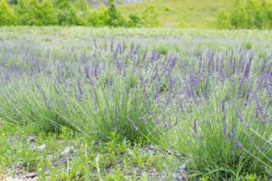 02 Lavender field 220520