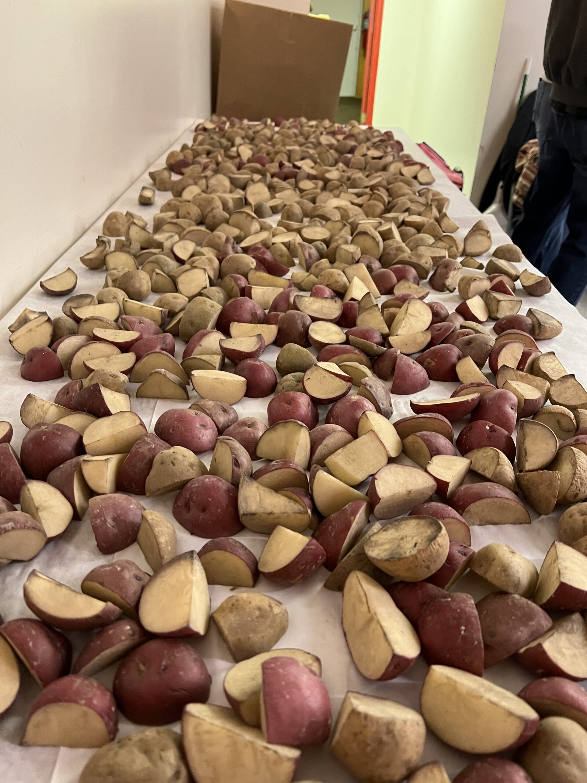 With Dupree’s help we were able to  provide enough potatoes to grow 100 grow bags. Our extra spuds all went to Pam to plant at Firefly Garden!
