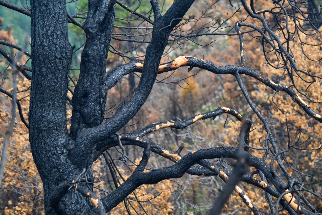 Could an Indigenous Approach to Climate Change be the Solution for Rural Americans? 5 DSC 1042