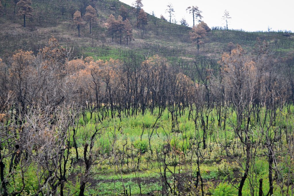 Could an Indigenous Approach to Climate Change be the Solution for Rural Americans? 6 DSC 1047